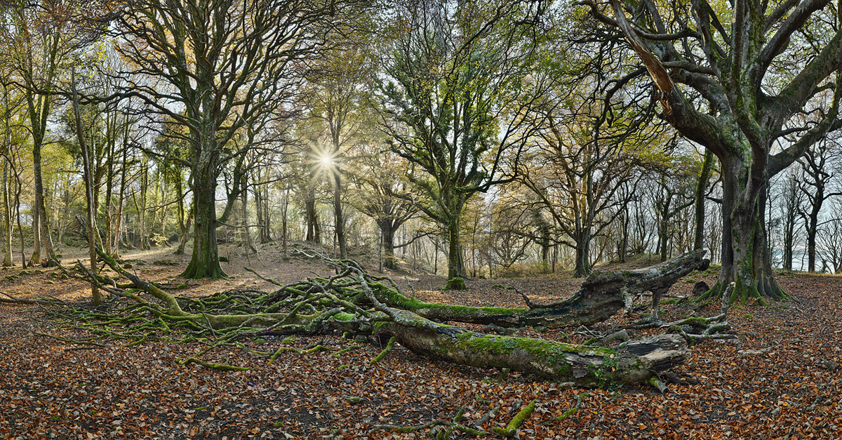 Ross Island Autumn Forest Enda Cavanagh Photography