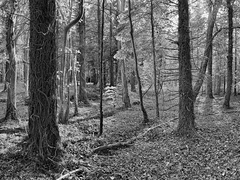 Donadea Forest Park: The real attraction of Kildare Forest photo.