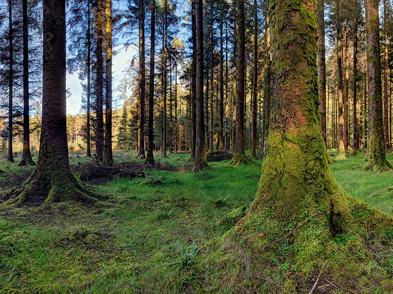 The play of light and shadow: Gougane Barra Forest Park.