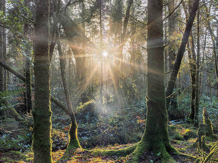 Lough Key Forest Park: Fantastic woodland in Roscommon.