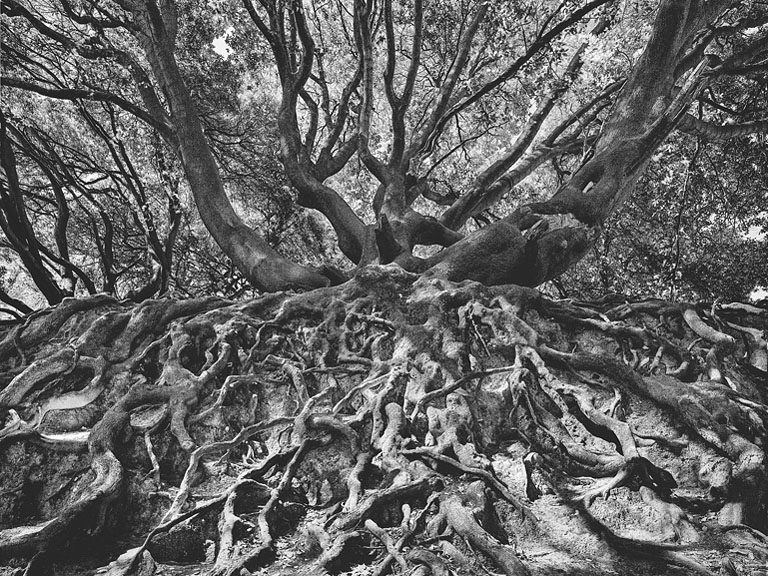 Black and white tree with exposed roots at st annes park