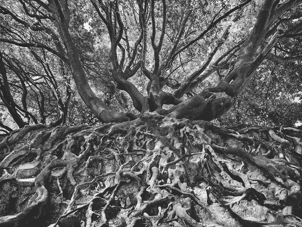 old tree with roots in saint anne\'s park Dublin